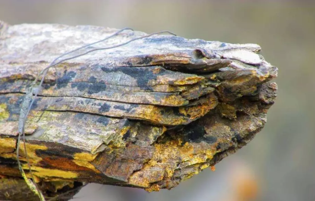 微生物侵蝕 微生物侵蝕