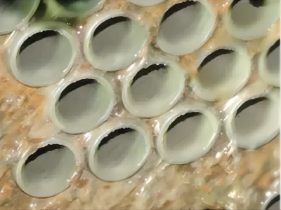 水垢和污垢的控制方法 水垢和污垢的控制方法